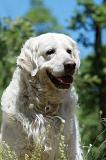 GOLDEN RETRIEVER 1150